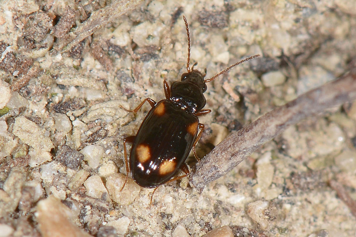 Carabidae: Elaphropus sp.?  No, Tachyura sp.